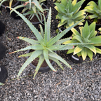 木立芦荟 Candelabra Aloe