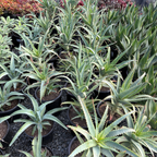 木立芦荟 Candelabra Aloe