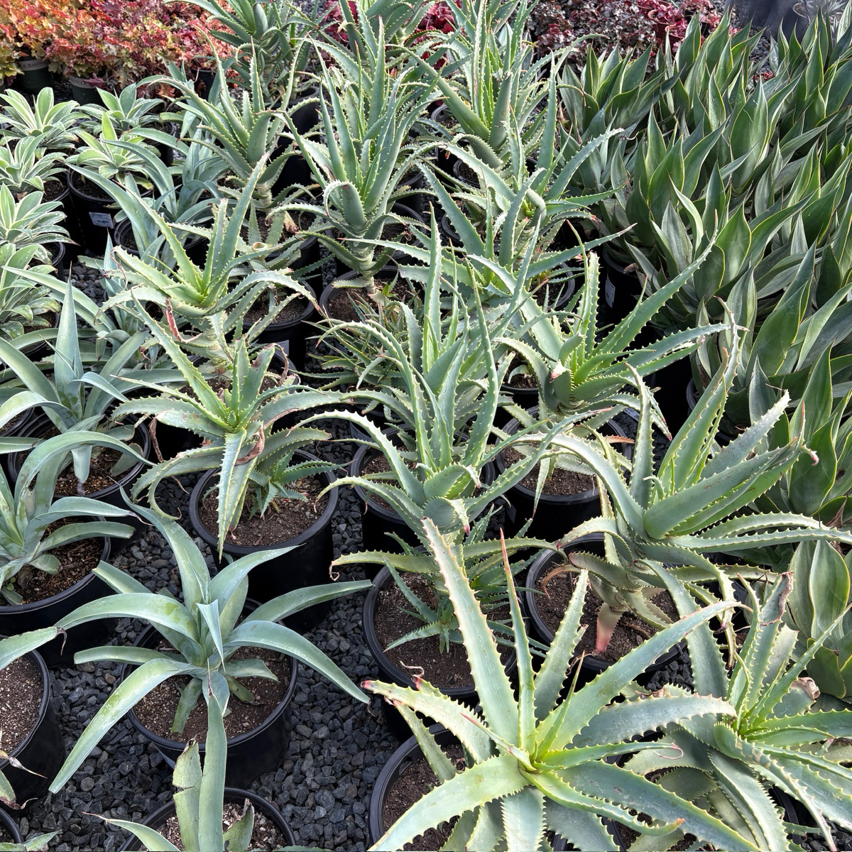 木立芦荟 Candelabra Aloe