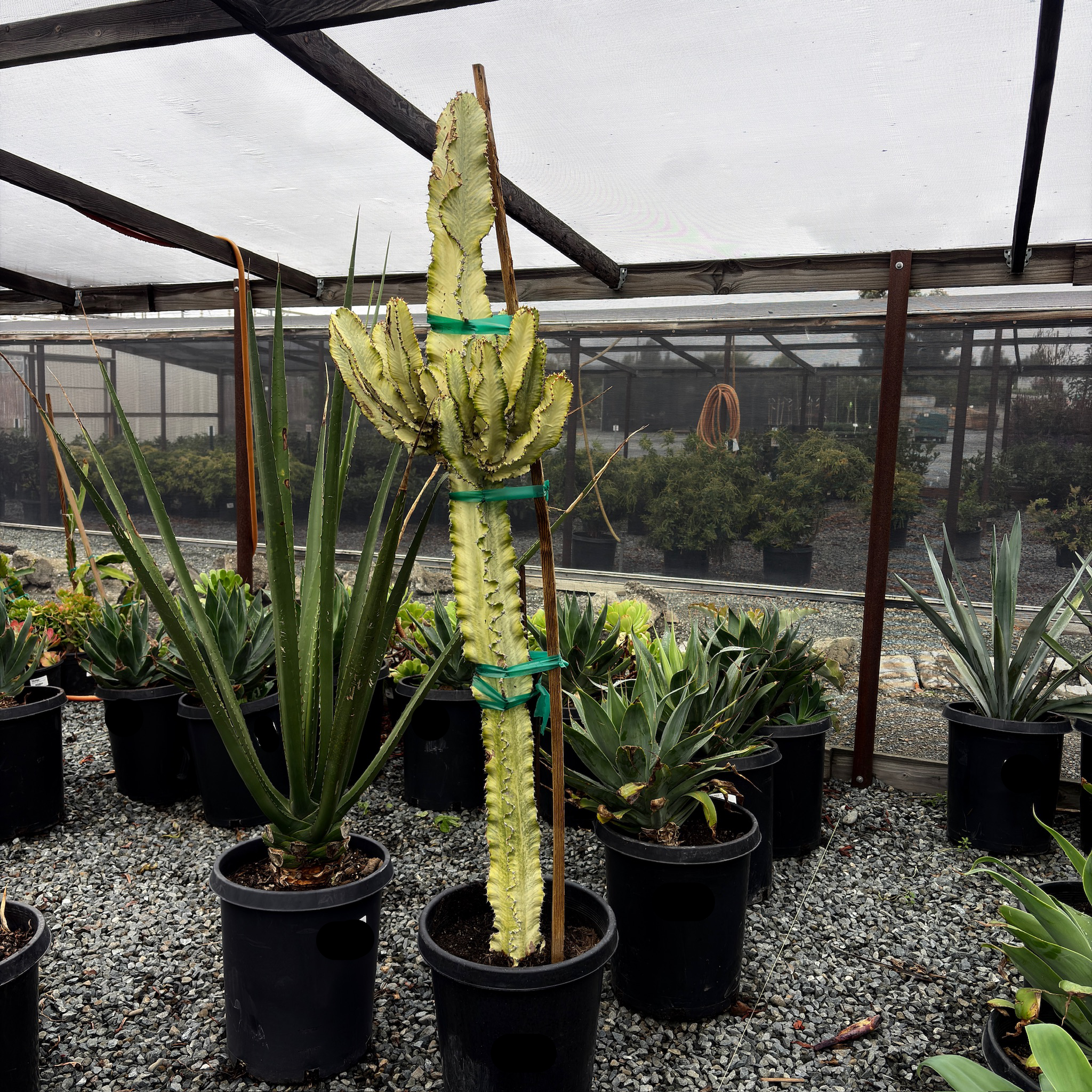 锦化大戟阁 Candelabra Spurge