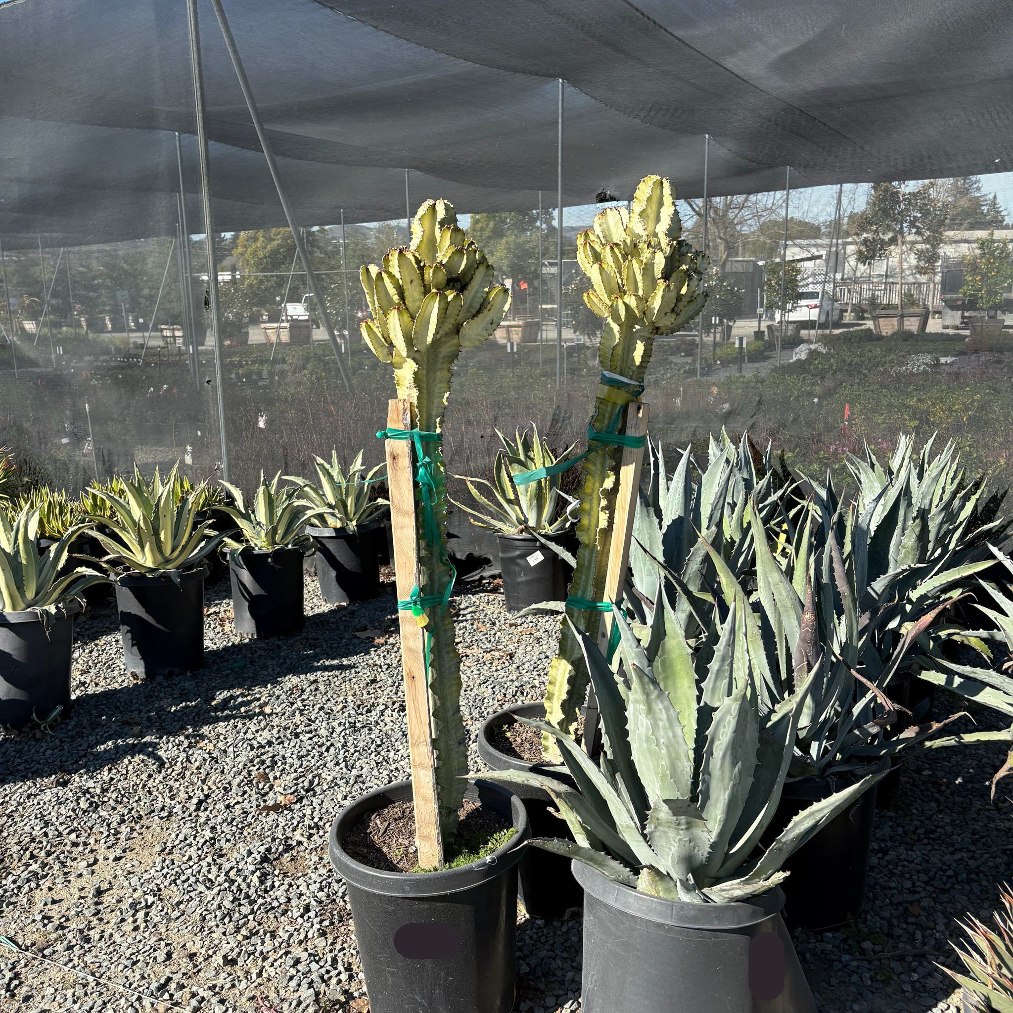 锦化大戟阁 Candelabra Spurge