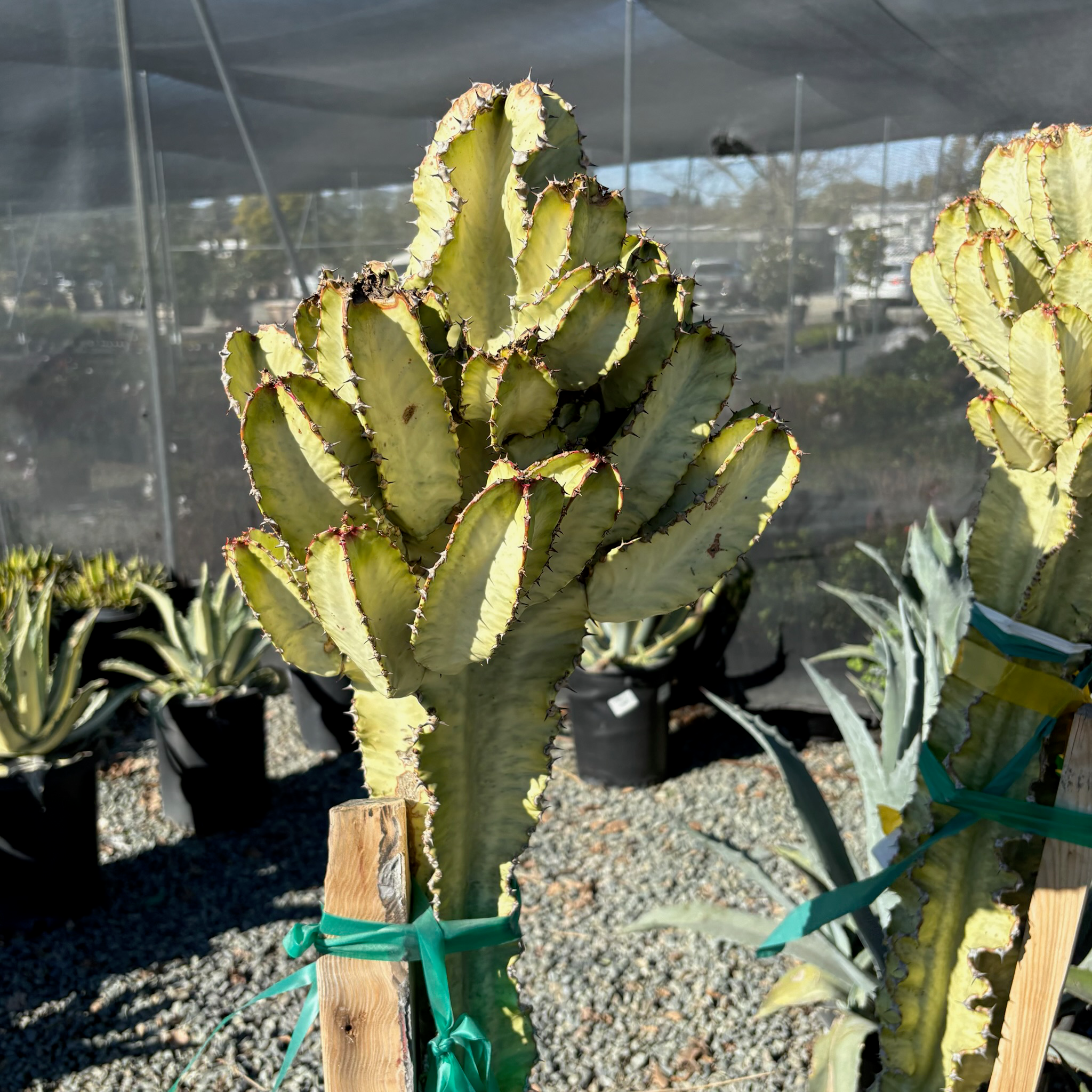 锦化大戟阁 Candelabra Spurge