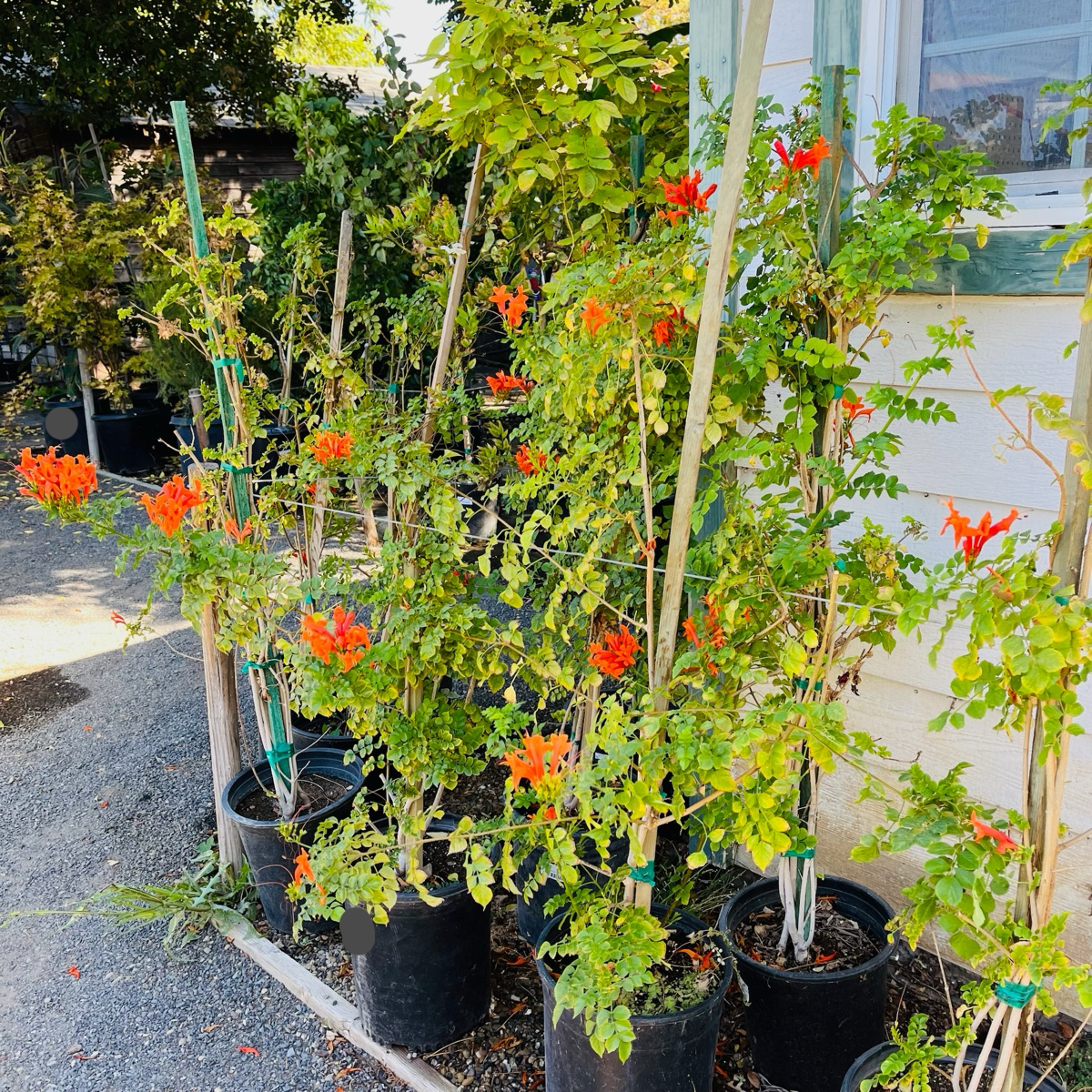 硬骨凌霄 Cape Honeysuckle