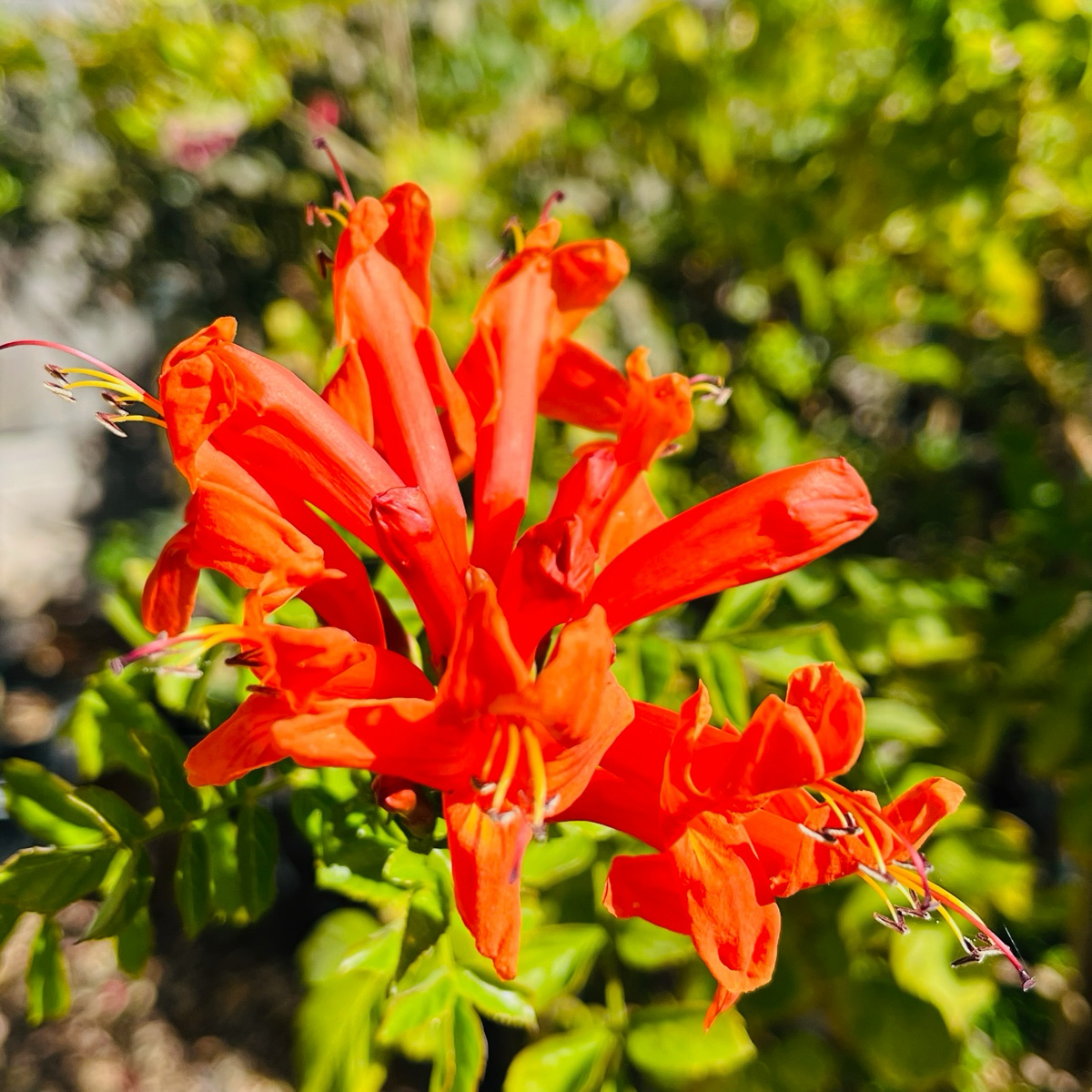 硬骨凌霄 Cape Honeysuckle
