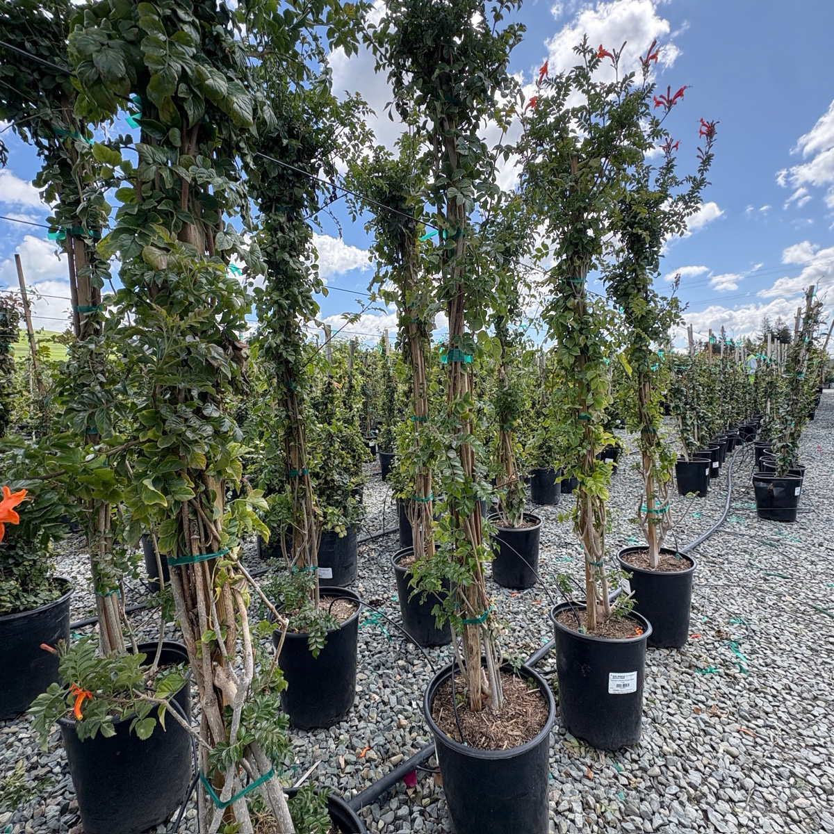 硬骨凌霄 Cape Honeysuckle