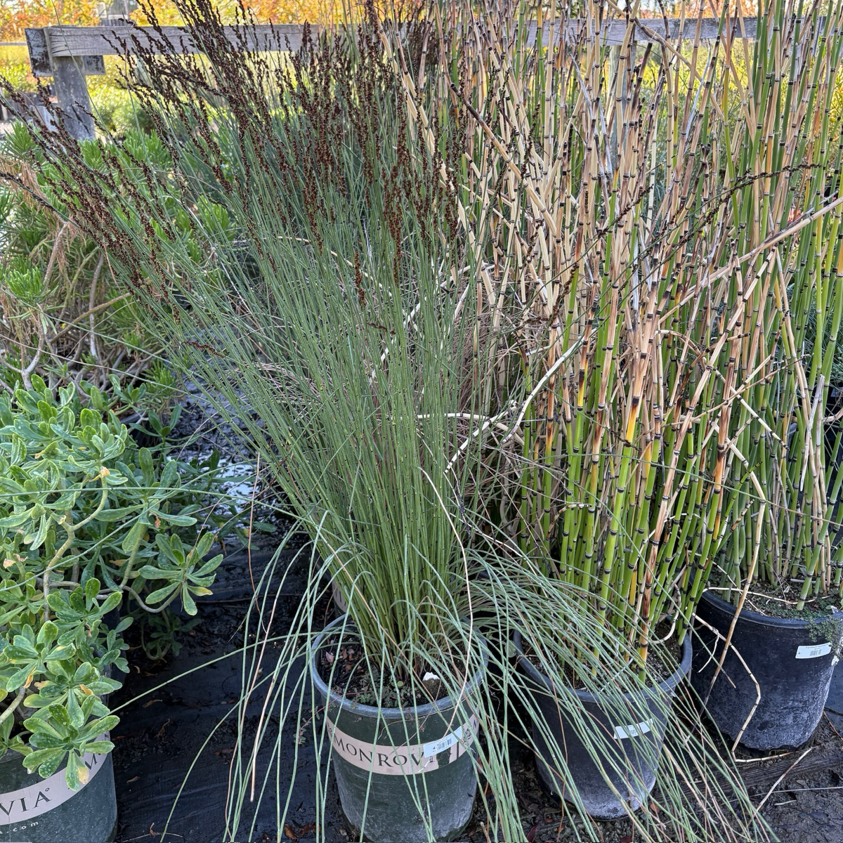 屋顶灯芯草 Cape Reed