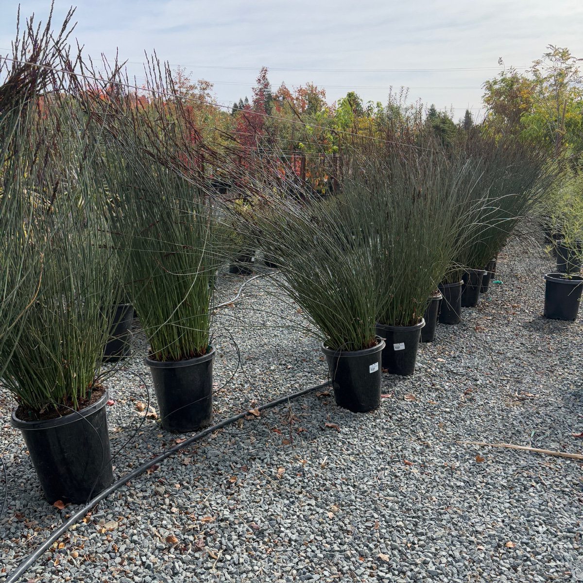 屋顶灯芯草 Cape Reed