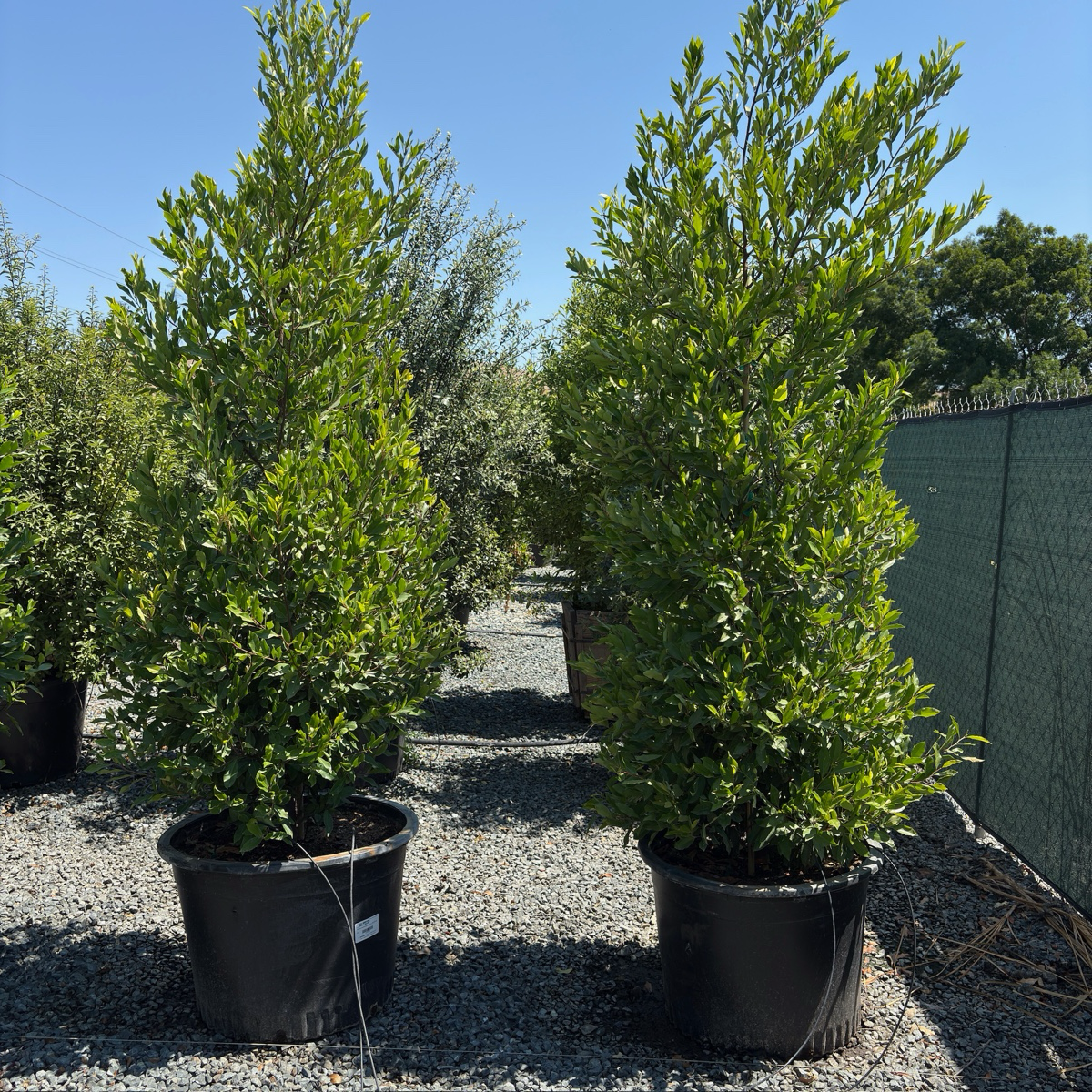 月桂 Carolina Cherry Laurel