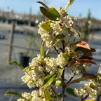 月桂 Carolina Cherry Laurel
