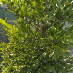 月桂 Carolina Cherry Laurel