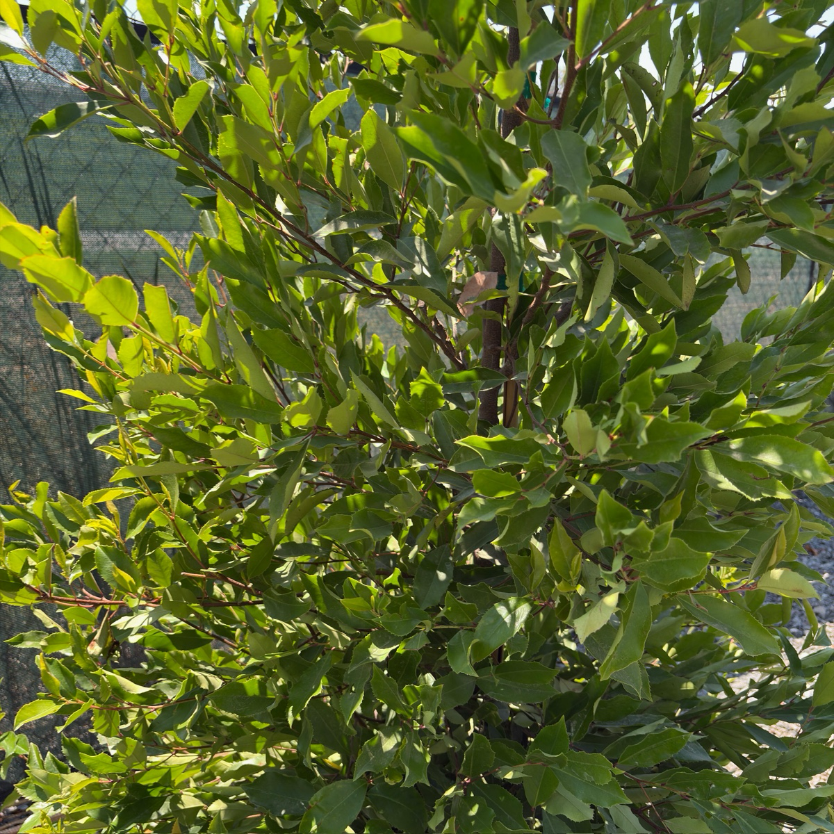 月桂 Carolina Cherry Laurel