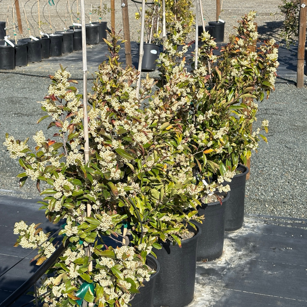 月桂 Carolina Cherry Laurel
