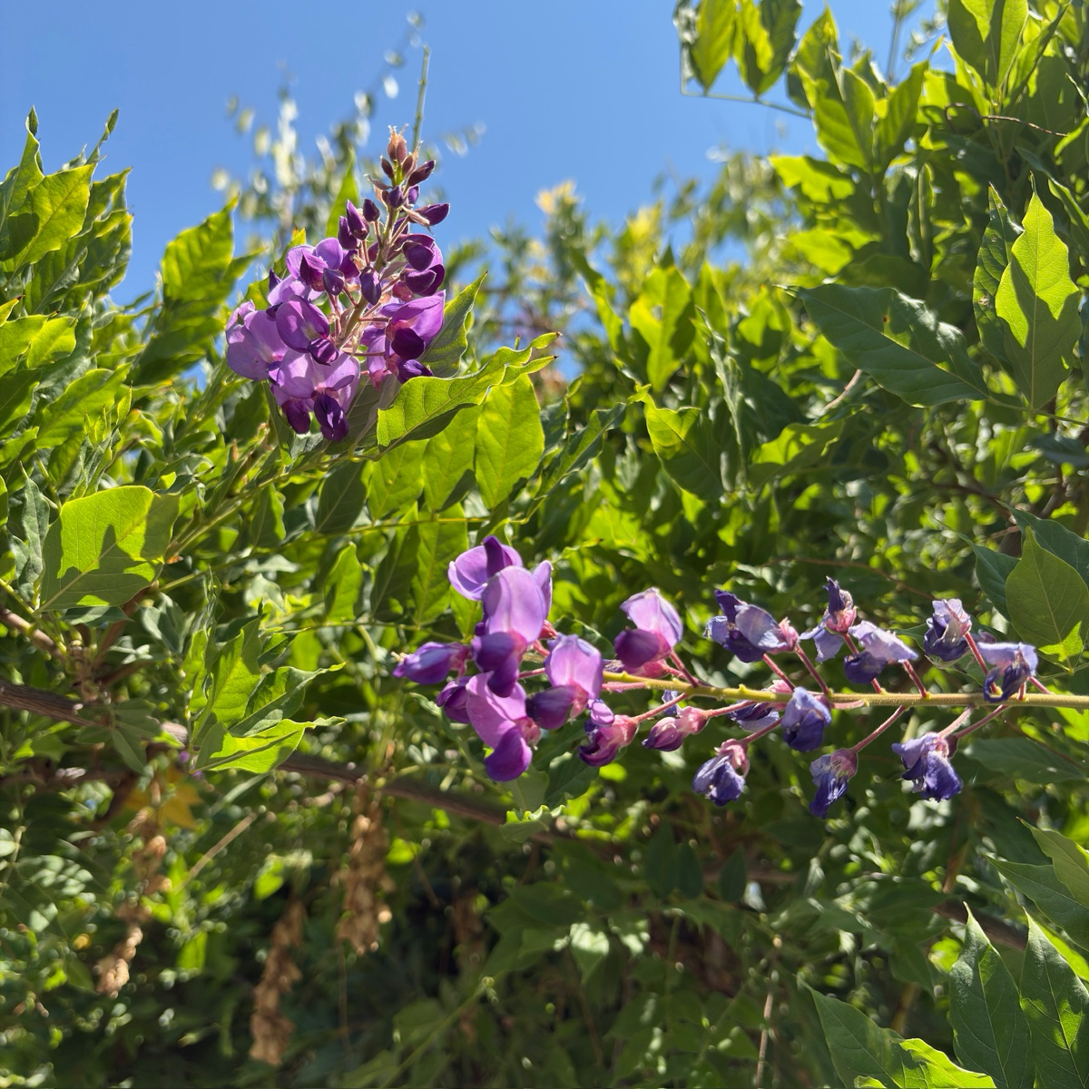 卡洛琳中国紫藤 Caroline Chinese Wisteria