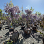 卡洛琳中国紫藤 Caroline Chinese Wisteria