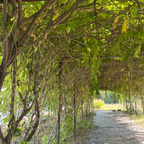 卡洛琳中国紫藤 Caroline Chinese Wisteria