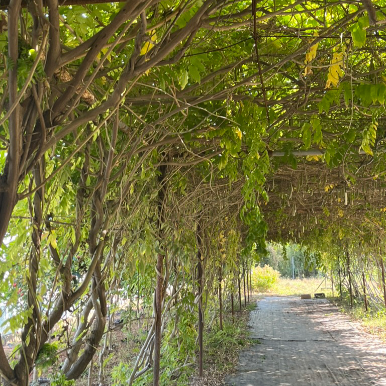 卡洛琳中国紫藤 Caroline Chinese Wisteria
