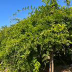 卡洛琳中国紫藤 Caroline Chinese Wisteria