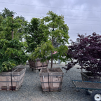 卡洛琳中国紫藤 Caroline Chinese Wisteria