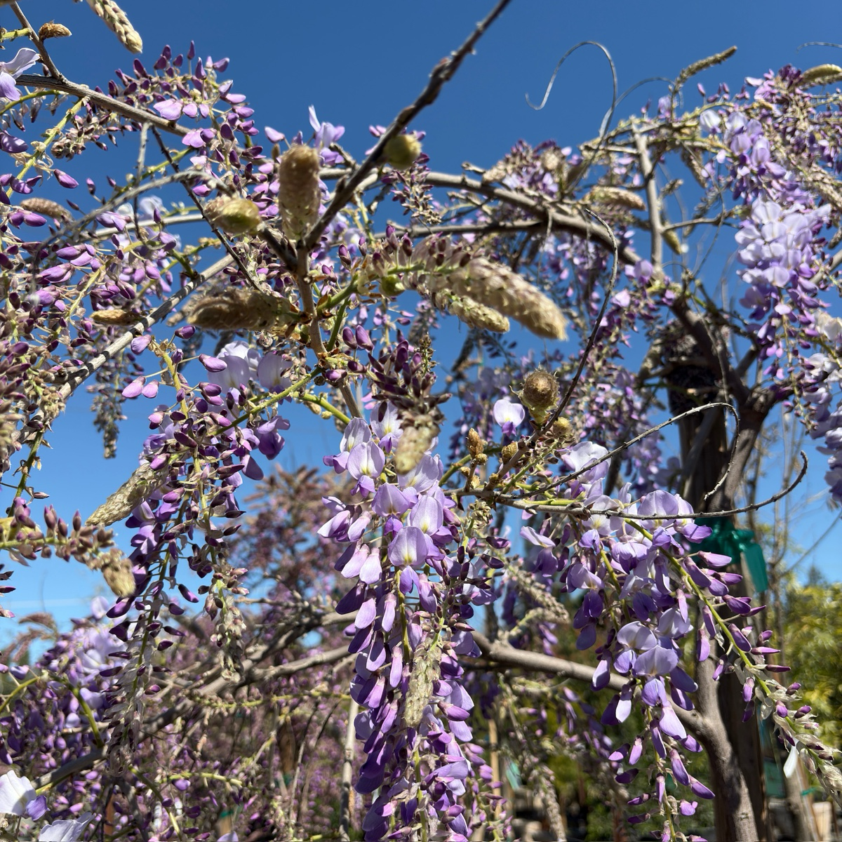 卡洛琳中国紫藤 Caroline Chinese Wisteria