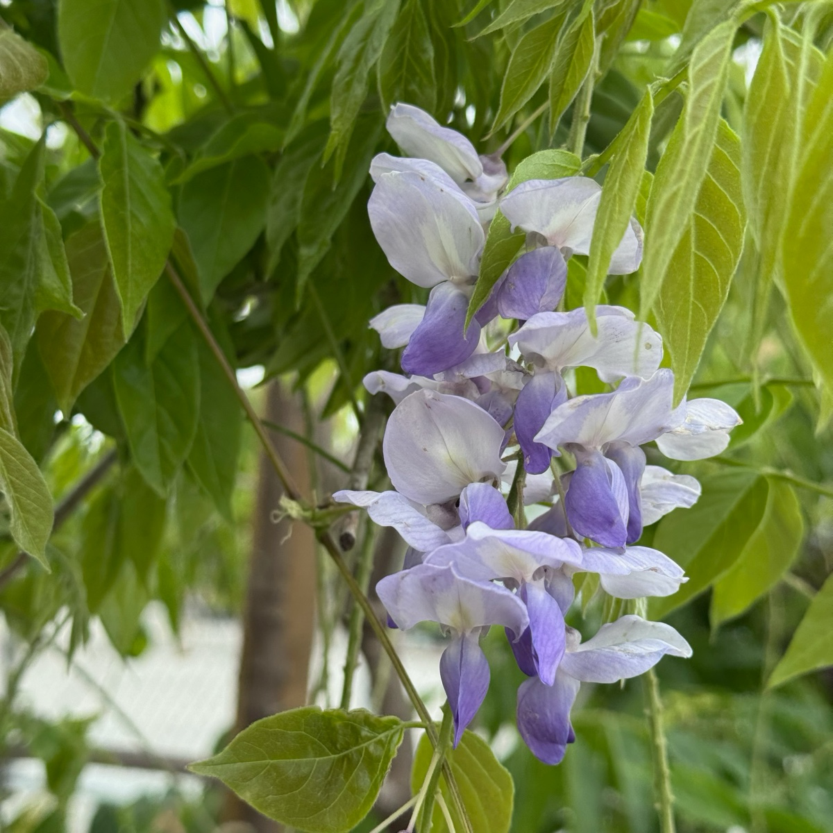 卡洛琳中国紫藤 Caroline Chinese Wisteria