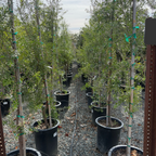 鸮蜜莓 CarrotWood