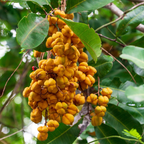 鸮蜜莓 CarrotWood