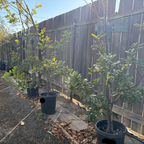 鸮蜜莓 CarrotWood