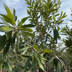 鸮蜜莓 CarrotWood