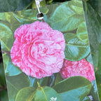 大卡特山茶花 Carters Sunburst Camellia