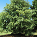 雪松 Cedar Deodar