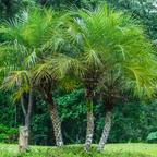 Pygmy Date Palm