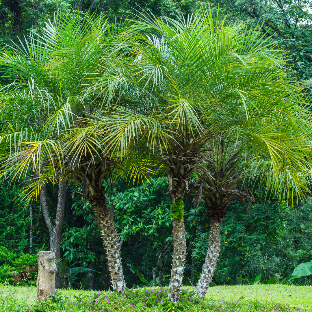 Pygmy Date Palm