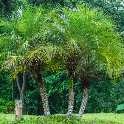 Palm Trees - Dwarf Date Palm