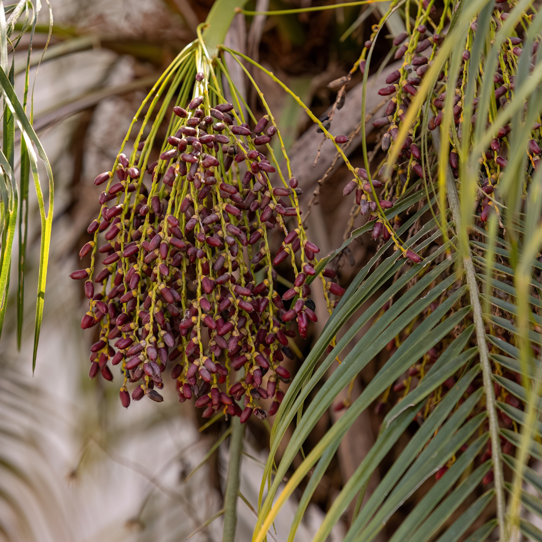 Palm Trees - Dwarf Date Palm