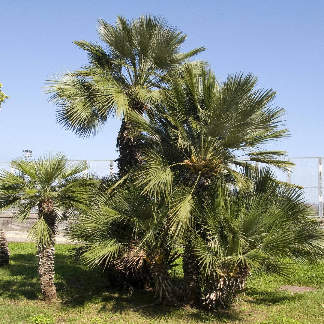 Fan Palm