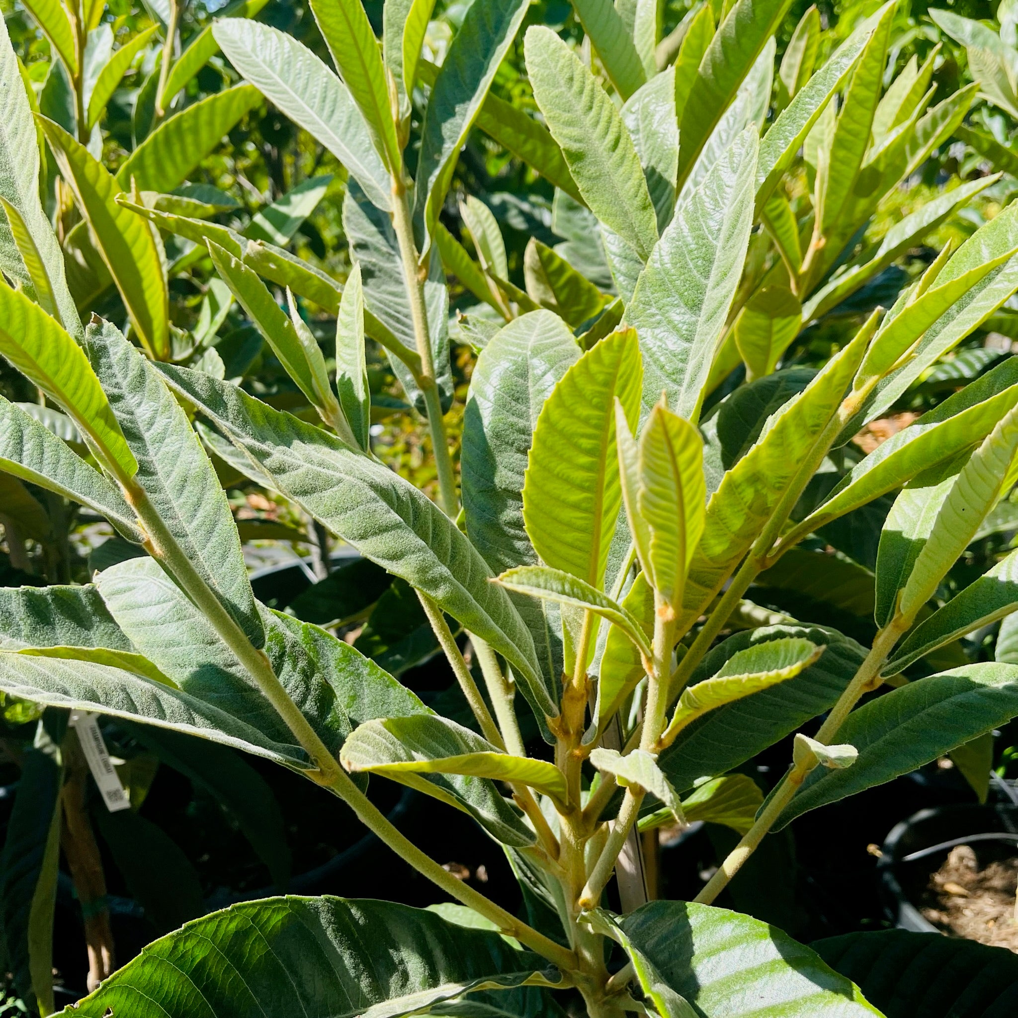 香槟枇杷 Champagne Loquat