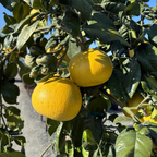 钱德勒柚子 Chandler Pomelo