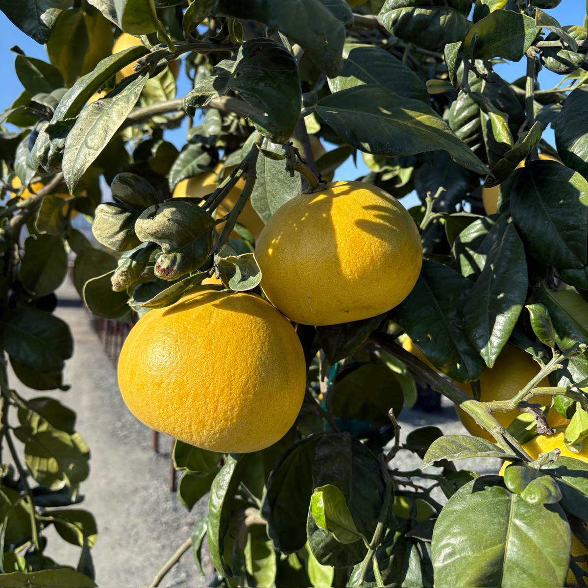 钱德勒柚子 Chandler Pomelo