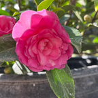 紫丽茶梅 Chansonette Camellia
