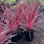 朱蕉 Charlie Boy Cordyline