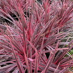 朱蕉 Charlie Boy Cordyline