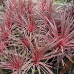 朱蕉 Charlie Boy Cordyline