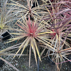 朱蕉 Charlie Boy Cordyline