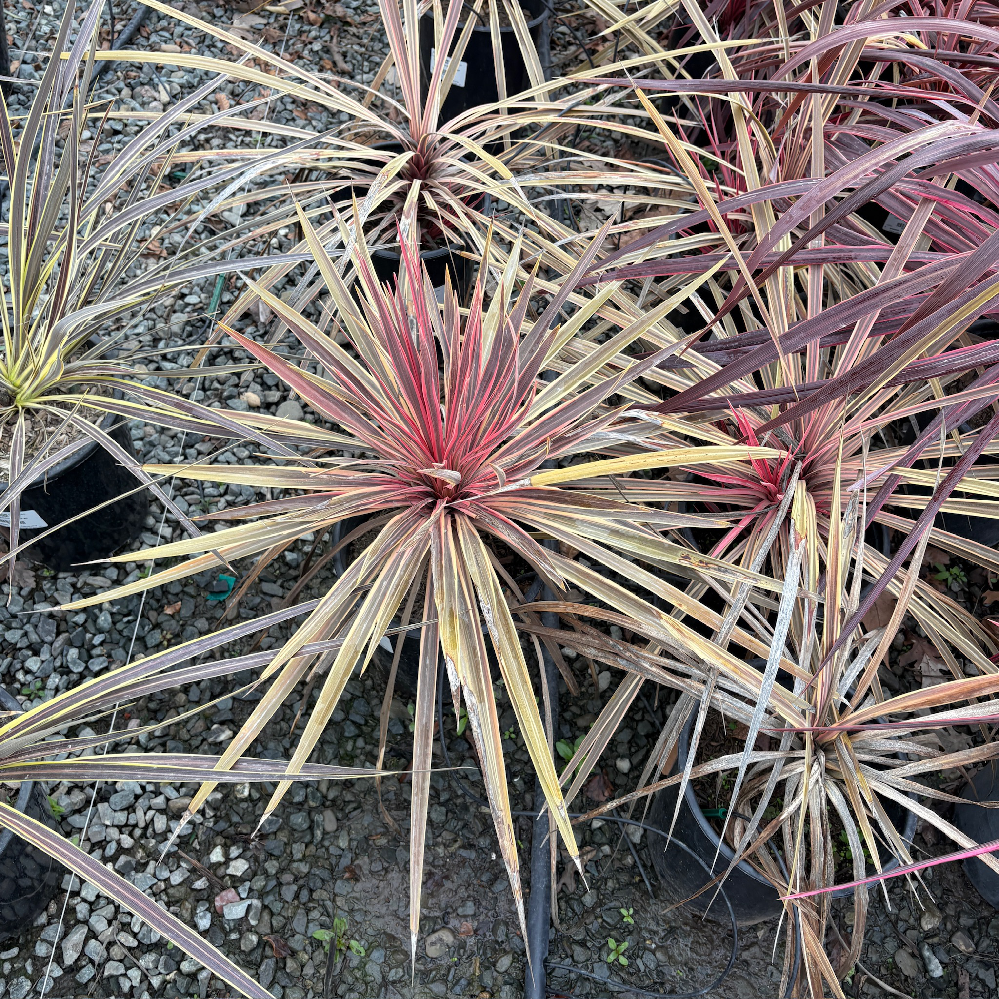 朱蕉 Charlie Boy Cordyline