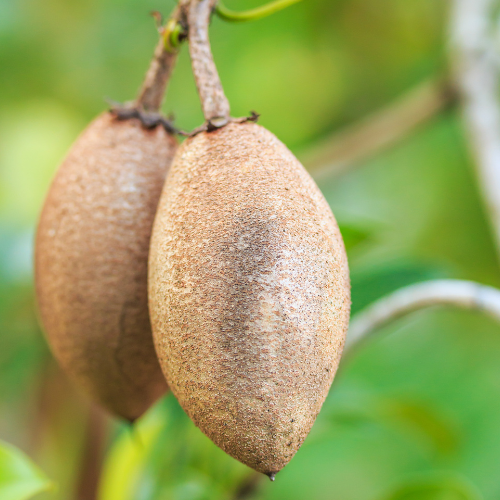 人心果 Chico Sapote