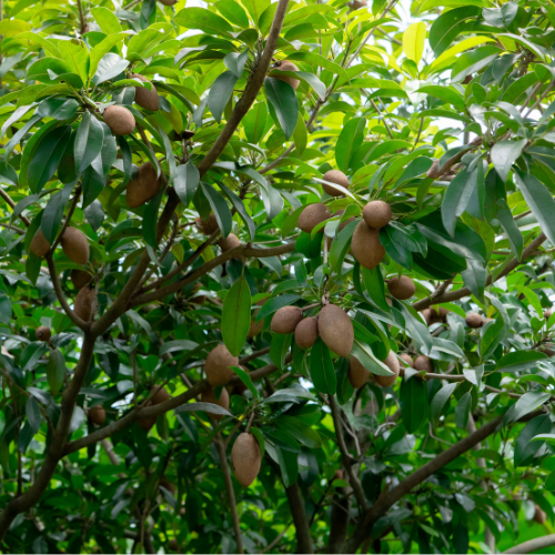 人心果 Chico Sapote