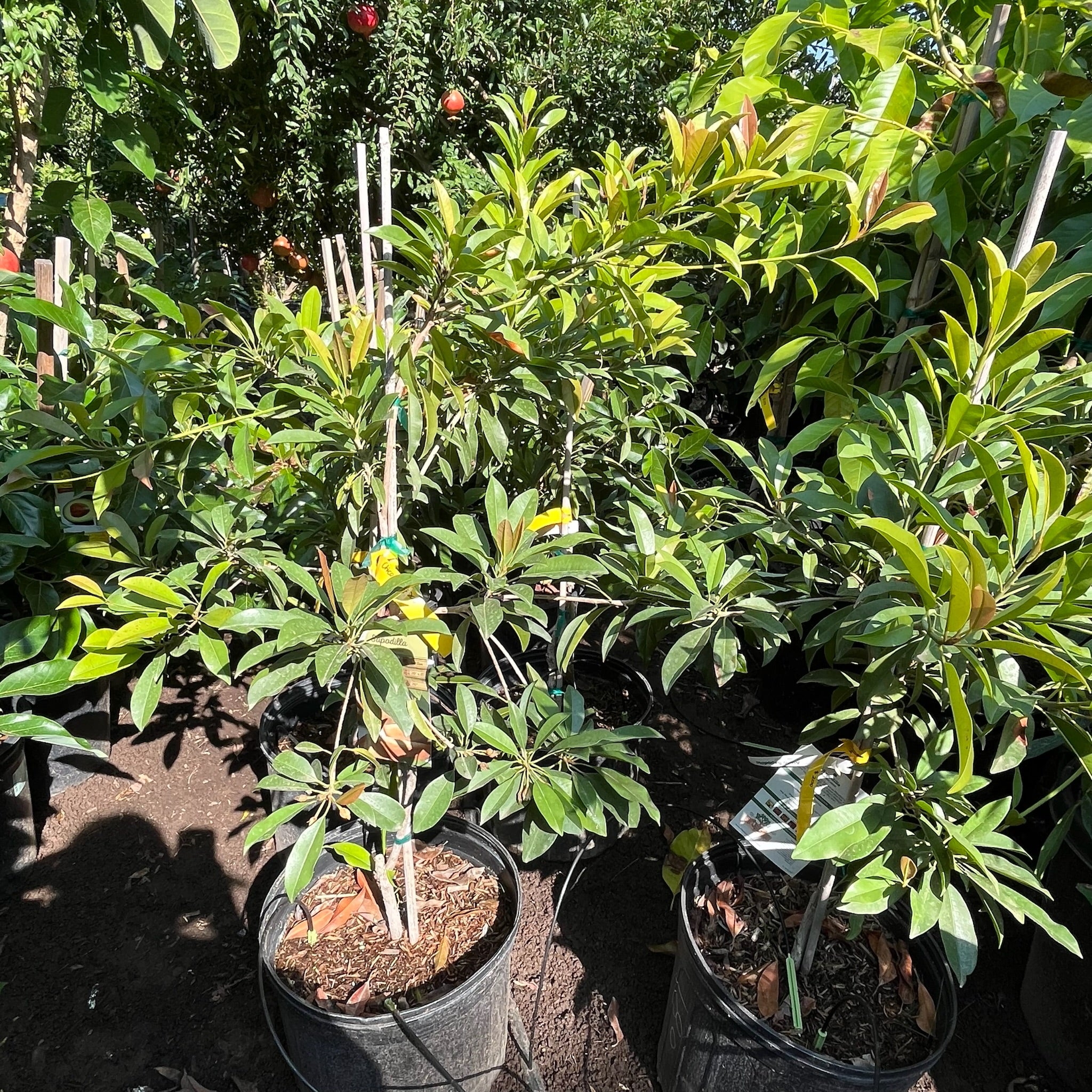 人心果 Chico Sapote