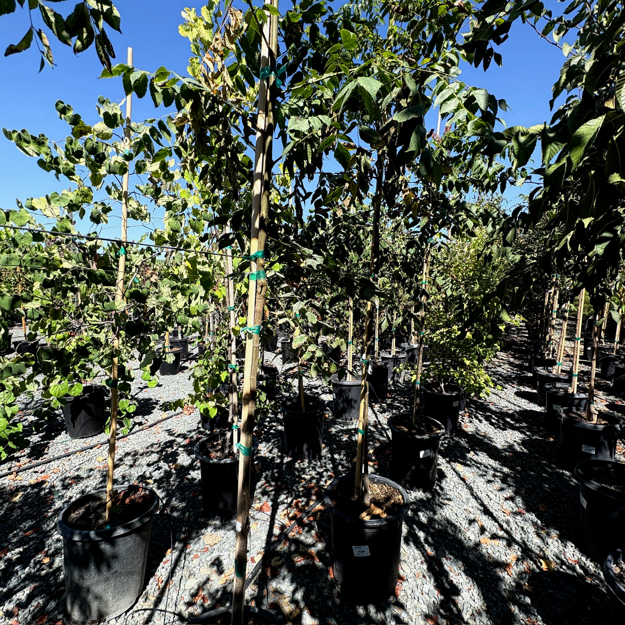 火焰栾树 Chinese Flame Tree