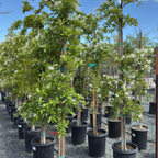 流苏树 Chinese Fringe Tree