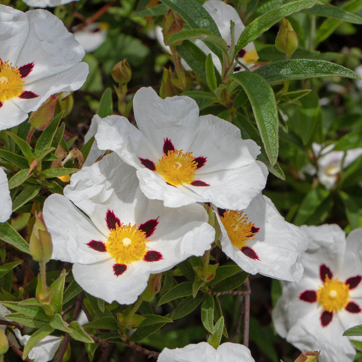 Purple Rockrose